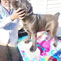 Cane Corso Puppy Available in Ruther Glen, va