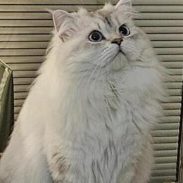 British Longhair Cat for Mating in Warren, mi