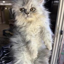 Persian Kittens for Adoption in Warren, mi