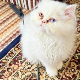 Male Persian Cat Available - 10 Months Old in Warren, mi