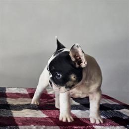 French Bulldog Puppy - 3 Months Old in San Diego, ca