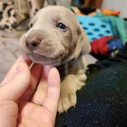 Weimaraner Puppies Available in York County, PA in York, pa