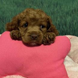 Female Cockapoo Puppy with Great Personality and Playful Nature in Melbourne, fl
