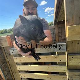 Potbelly Piglets - 13 Weeks Old in Fort Wayne, in