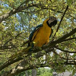 Female Blue and Gold Macaw Looking for a New Home in Cincinnati, oh
