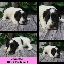 AKC Toy Schnauzers Ready to Go on Sept 26 in Seymour, in