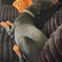 European Doberman Puppies Ready for New Homes in Bakersfield, ca