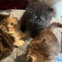 Persian Kittens Available for Adoption in Springfield, il