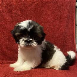 Shih Tzu puppies ready for new homes in Greenville, sc