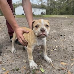 American Bulldogs for Adoption in Charleston, sc