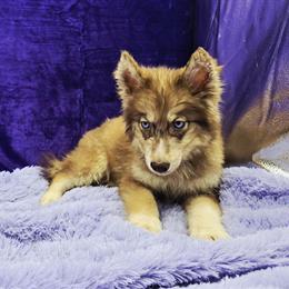 Siberian Husky - CKC Registered Puppy Available in Sandy Hook, ky