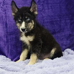 Siberian Husky Blackie - Financing Available in Sandy Hook, ky