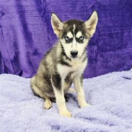 Siberian Husky - CKC Registered Puppy Available in Sandy Hook, ky