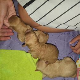 Miniature Poodle Puppies Ready for Forever Homes in Virginia Beach, va