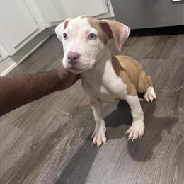 Pitbull Puppy - 11 Weeks Old Female Ready for New Home in Chicago, il