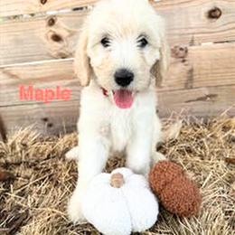 Golden Doodle Puppies - 9 Weeks Old and Ready for Loving Homes in Inverness, fl
