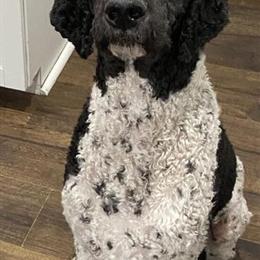 Standard Poodle Stud Available for Breeding in Taylor, mi