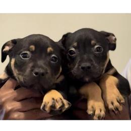 XL American Bully Puppies for Sale in Norfolk, va