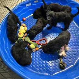 Goldendoodle Puppies Available - F1 Standard, Hypoallergenic, Great Family Pets in Lake George, ny