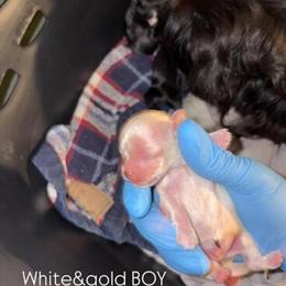 Shihpoo Puppy Available in Detroit, mi