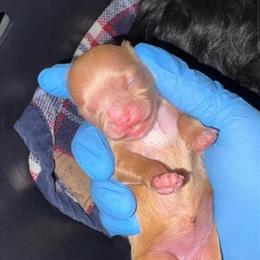 Shihpoo Puppy - Female Available for Adoption in Detroit, mi