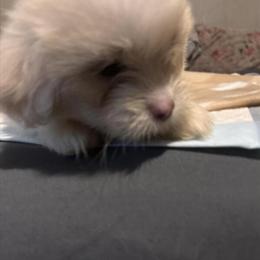 Shih Tzu Puppy Available in Irvington, nj