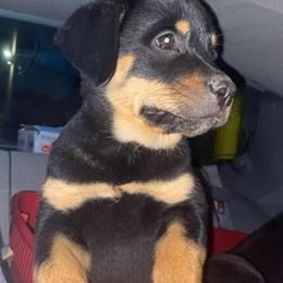 Rottweilers - 2 Males and 2 Females Ready Now in Norfolk, va