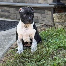 8 Week Old American Bully Male Puppy Available in Philadelphia, pa