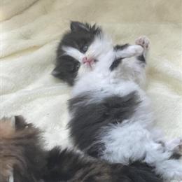 Persian Kitten Ready for Adoption in Atlanta, ga