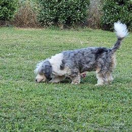 Miniature Bernedoodle for Adoption in Boaz, al