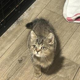 British Shorthair and Scottish/Munchkin Kittens Available in Lockhart, tx