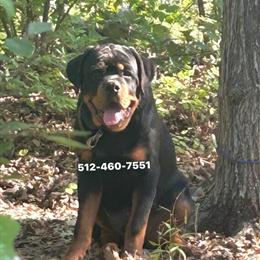 Rottweiler Male, 6.5 Months Old in Lockhart, tx