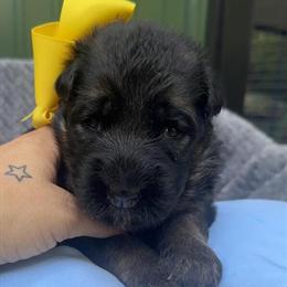 German Shepherd Puppies Available in Louisville, ky