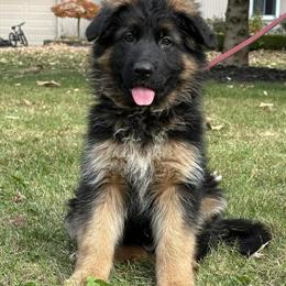 Stunning Long Coat Male German Shepherd Pup in Louisville, ky