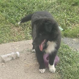 Shetland Sheepdog Puppies Available - AKC Registered in Germantown, oh
