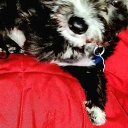 Teacup Maltipoo Puppy Available in Malden, ma