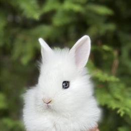 Lion Head Rabbits for Sale in Mastic Beach, ny