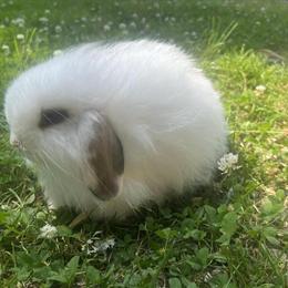 Baby Bunnies for Sale in Mastic Beach, ny
