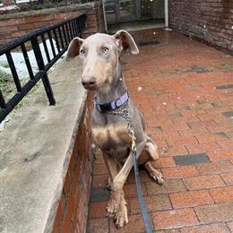 8 Month Old Female Blue & Tan Doberman Available in New York, ny