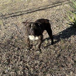 American Bully Titus - 1 Year Old, Vaccinated, $300 OBO in Midlothian, va