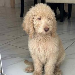 Poodle Puppy Available - 2 Months Old in Phoenix, az