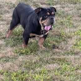Female Olde English Bulldog Looking for a New Home in New York, ny