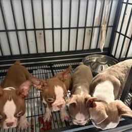 Boston Terrier Puppies Seeking Loving Homes in New Port Richey, fl