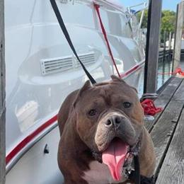 Bully Male Dog, 3 Years Old, Strong and Smart in Chicago, il