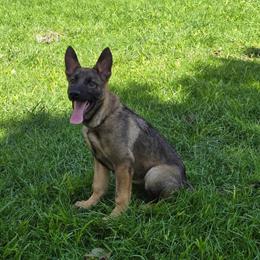 15 Month Old Male German Shepherd Trained for Dual Purpose Work in New York, ny