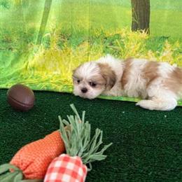 Shih Tzu Puppies Available for Loving Homes in Salem, nh