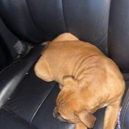 Pit Bull Puppies for Adoption in Hillsdale, mi