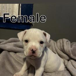 9 Week Old Pit Bull Puppies for Adoption in Hillsdale, mi