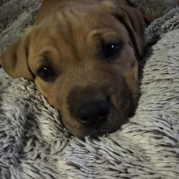 9 Week Old Pit Bull Puppies for Adoption in Hillsdale, mi