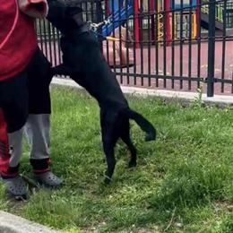 Belgian Malinois Stud Drogon Available for Breeding - 4 Years Old in New York, ny